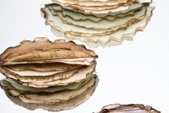 Brooches